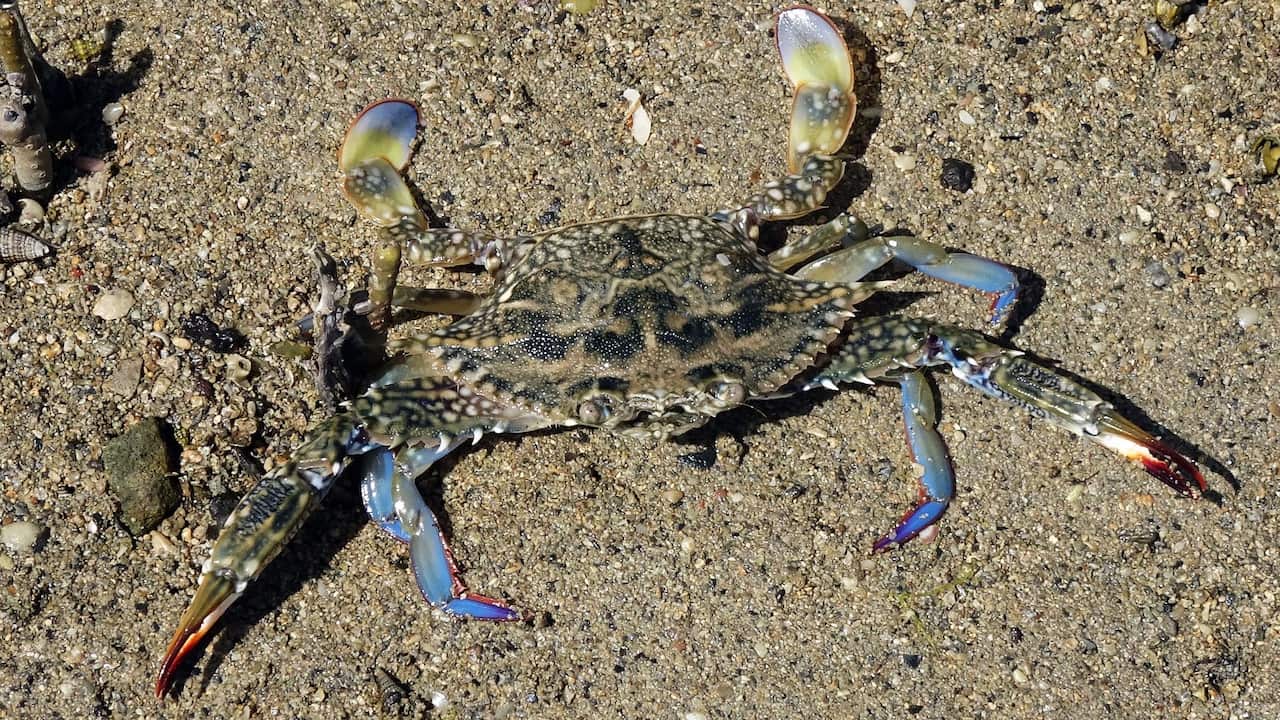 Seasonal closures for Blue Swimmer Crabs