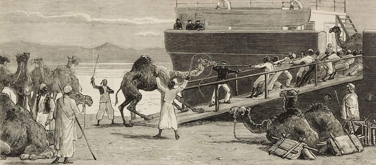 Shipping camels 1884