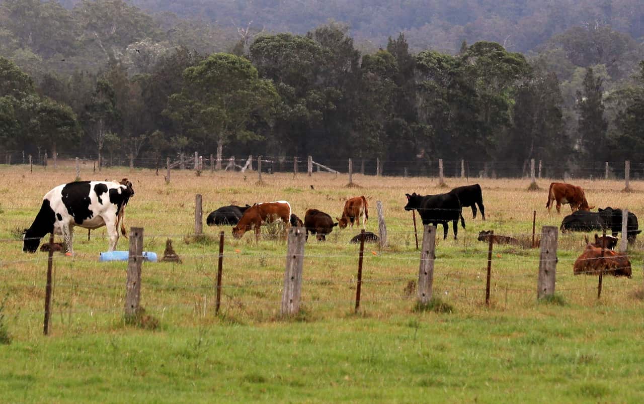 Cattle grazing