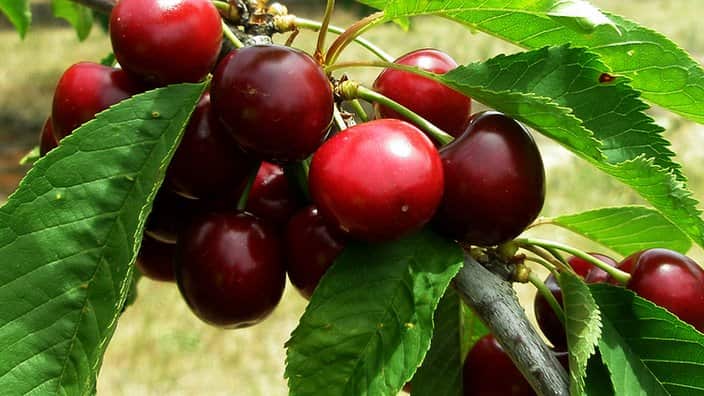 Cherries are becoming considerably expensive in Hong Kong and China especially when the Lunar New Year is looming.