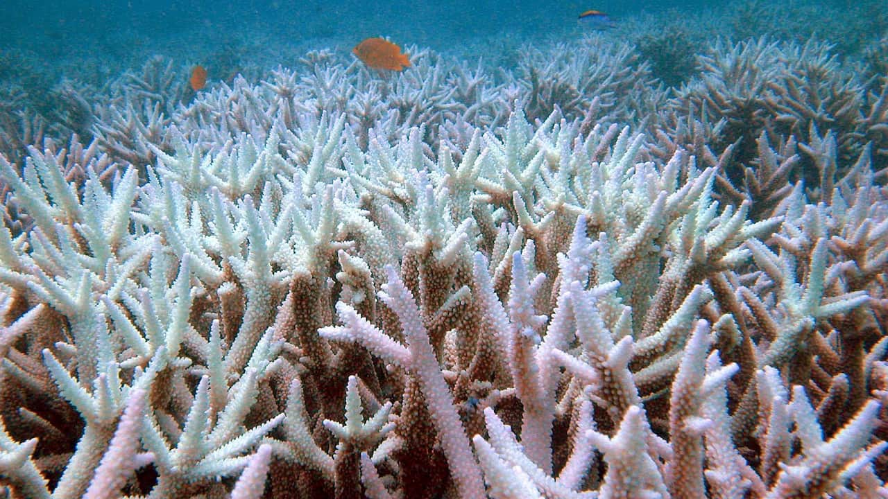In this Monday, Jan. 23, 2006 file photo released by Centre of Marine Studies, The University of Queensland, fish swim amongst bleached coral near the Keppel Islands in the Great Barrier Reef, Australia. A decision Wednesday June 18, 2014, to add the Grea