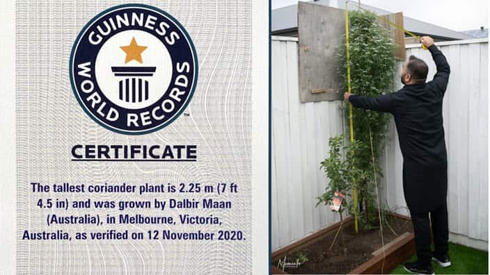 Dalbir Maan measuring coriander plant at his Melbourne home.