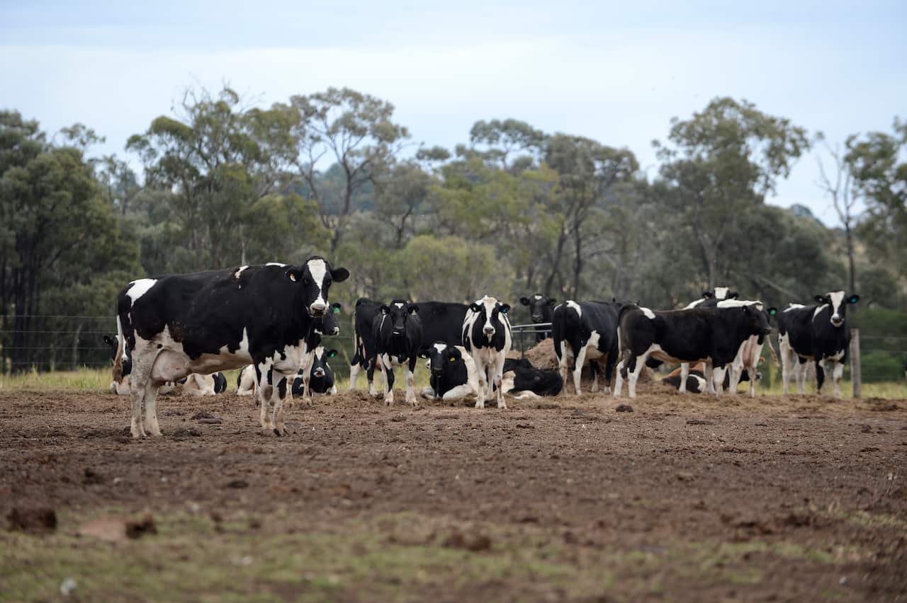 Foot and mouth disease detected in Australia