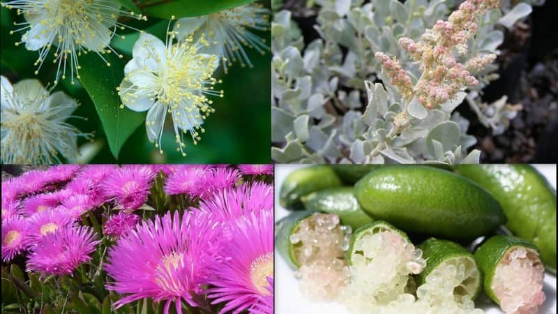Myrtle, saltbush, karkalla, and finger lime
