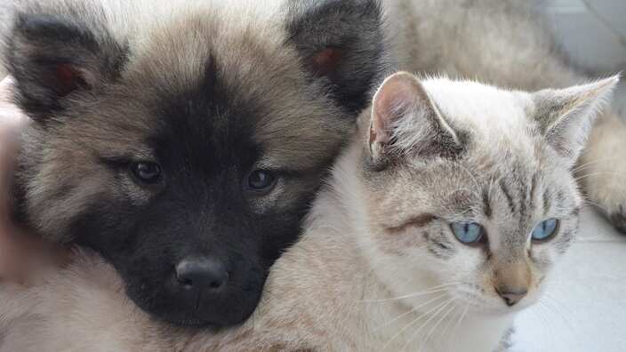 Pet