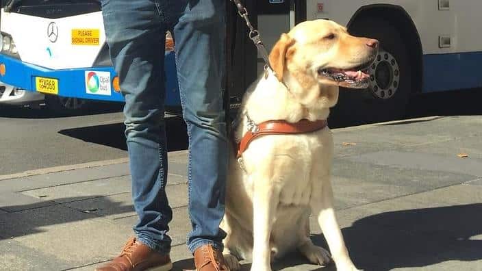 A guide dog