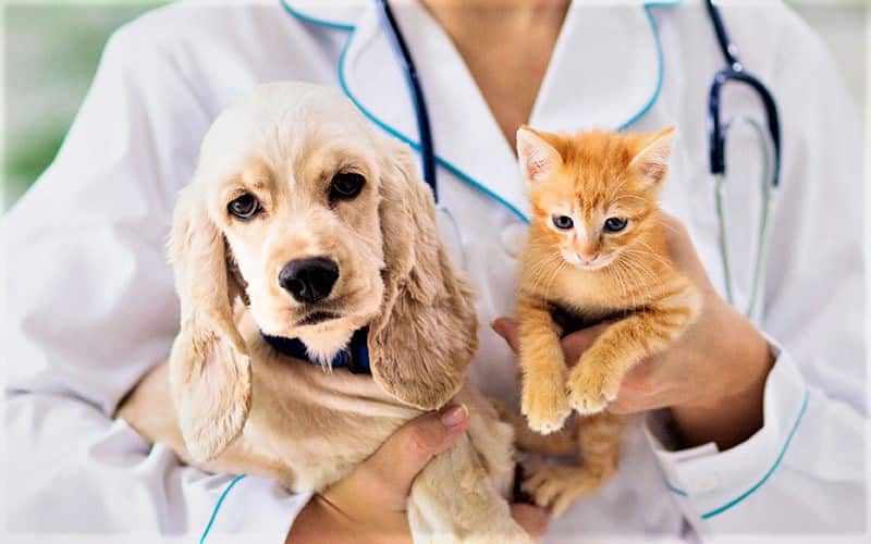 Do you know that animals also suffer from mental health problems?