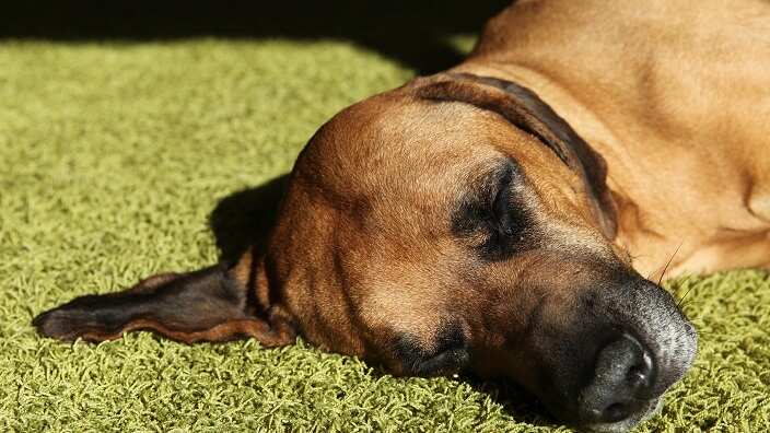 What makes dogs and cats vomit?