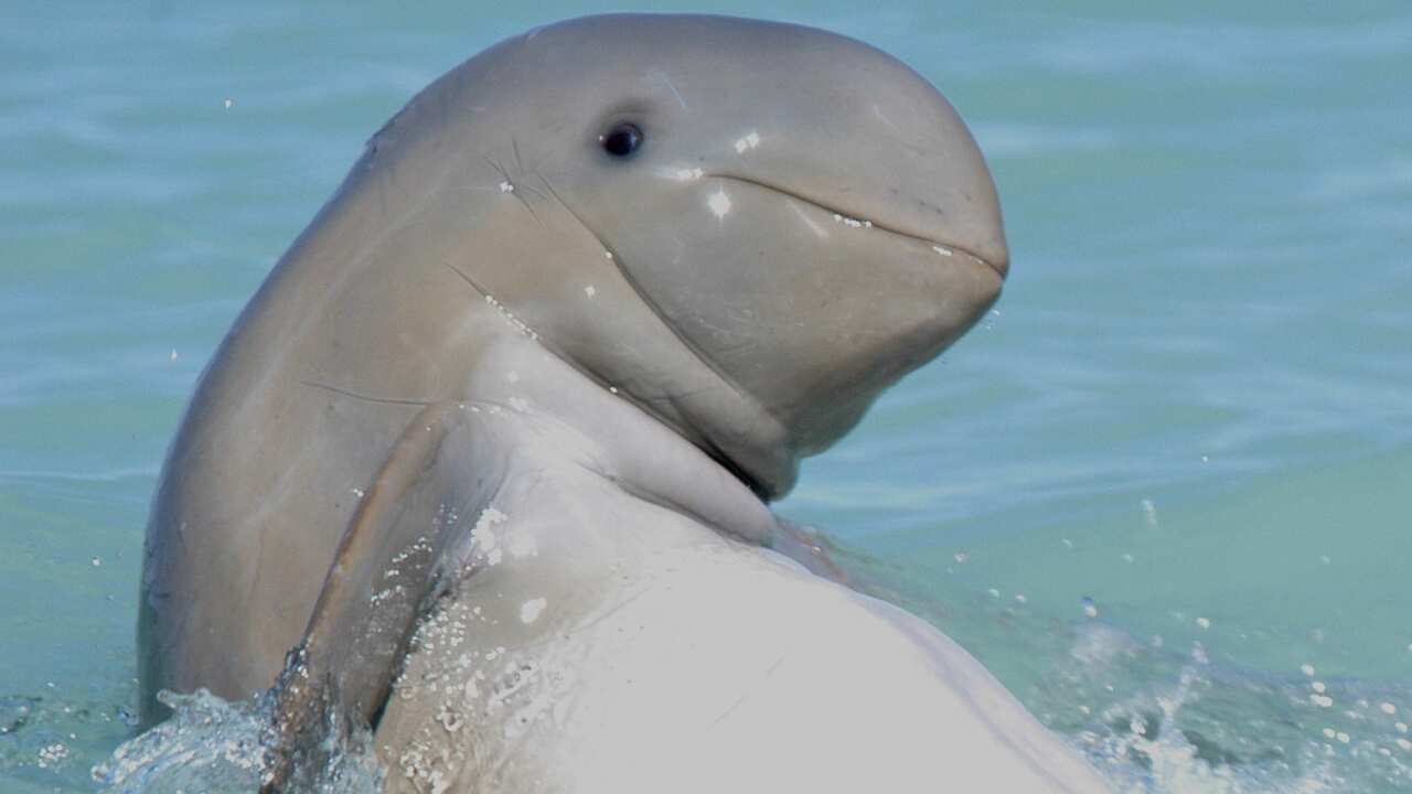 A Snubfin Dolphin is pictured in Roebuck Bay off Broome.  