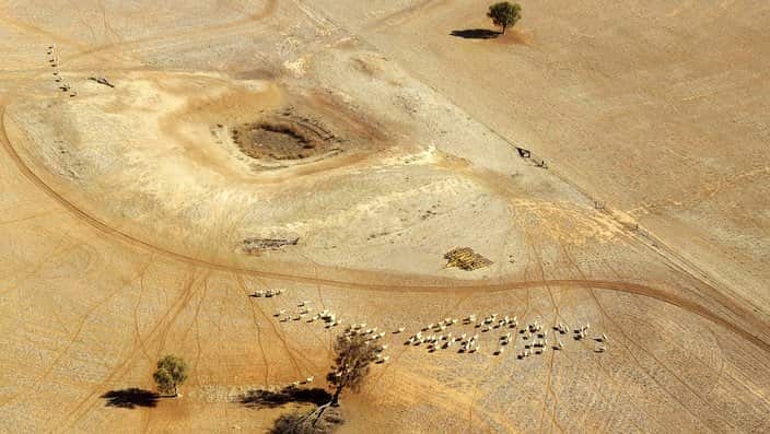 Sheep wander parched land near a dry reservoir on a Condobolin property, 460 kilometers northwest of Sydney. 