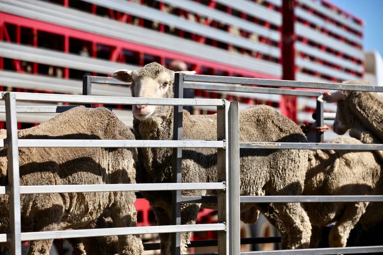 lamb became the latest product sanctioned by China