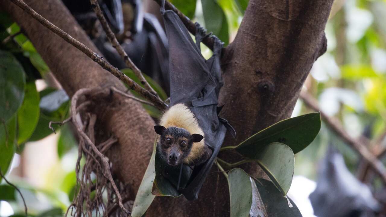 Alien plants could pose a risk to fruit bats