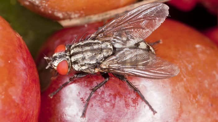 Flesh-fly - feeding on fruit.  (Sarcophaga carnaria) (AAP/Mary Evans/Ardea/Bob Gibbons) | NO ARCHIVING, EDITORIAL USE ONLY