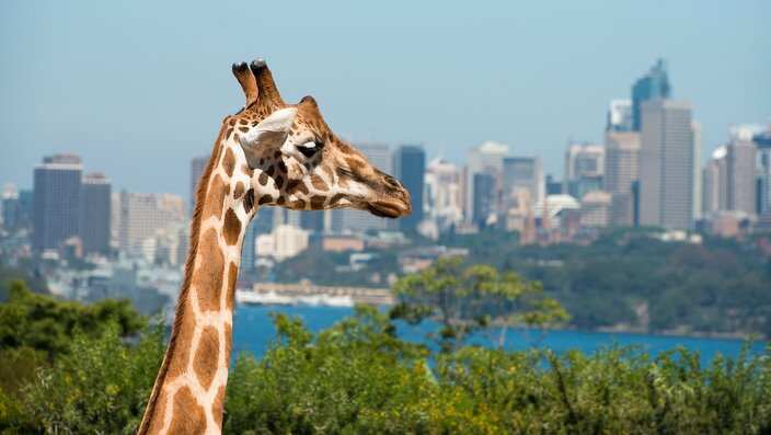 giraffe at Taronga zoo, Sydney, Australia