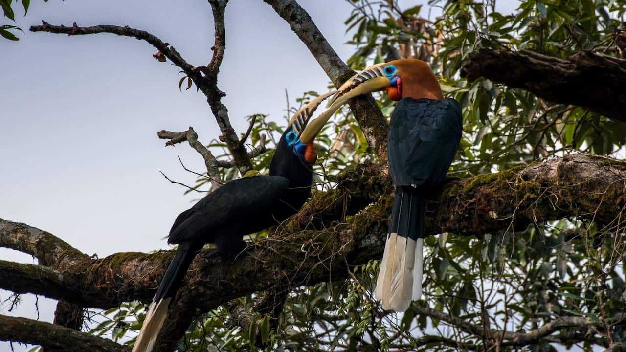 Rufous-necked Hornbill at Latpanchar,West Bengal. 