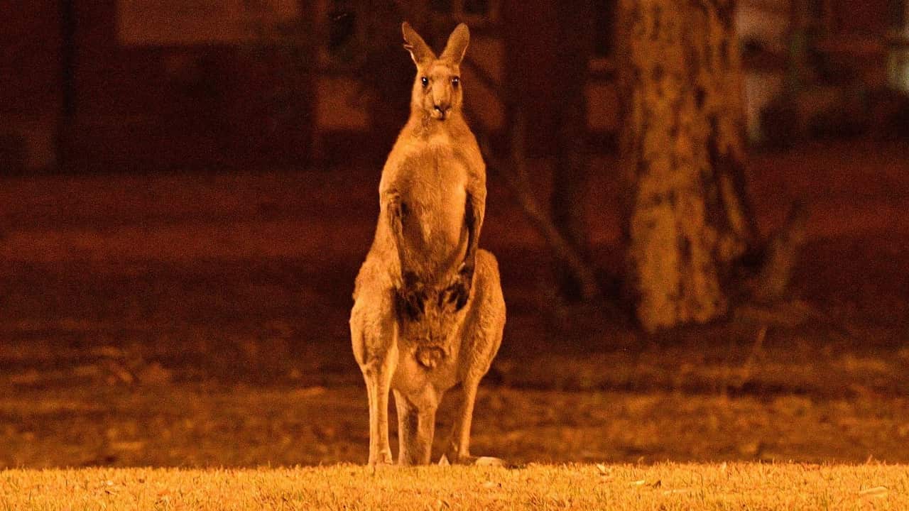 Photo by SAEED KHAN/AFP via Getty Images.