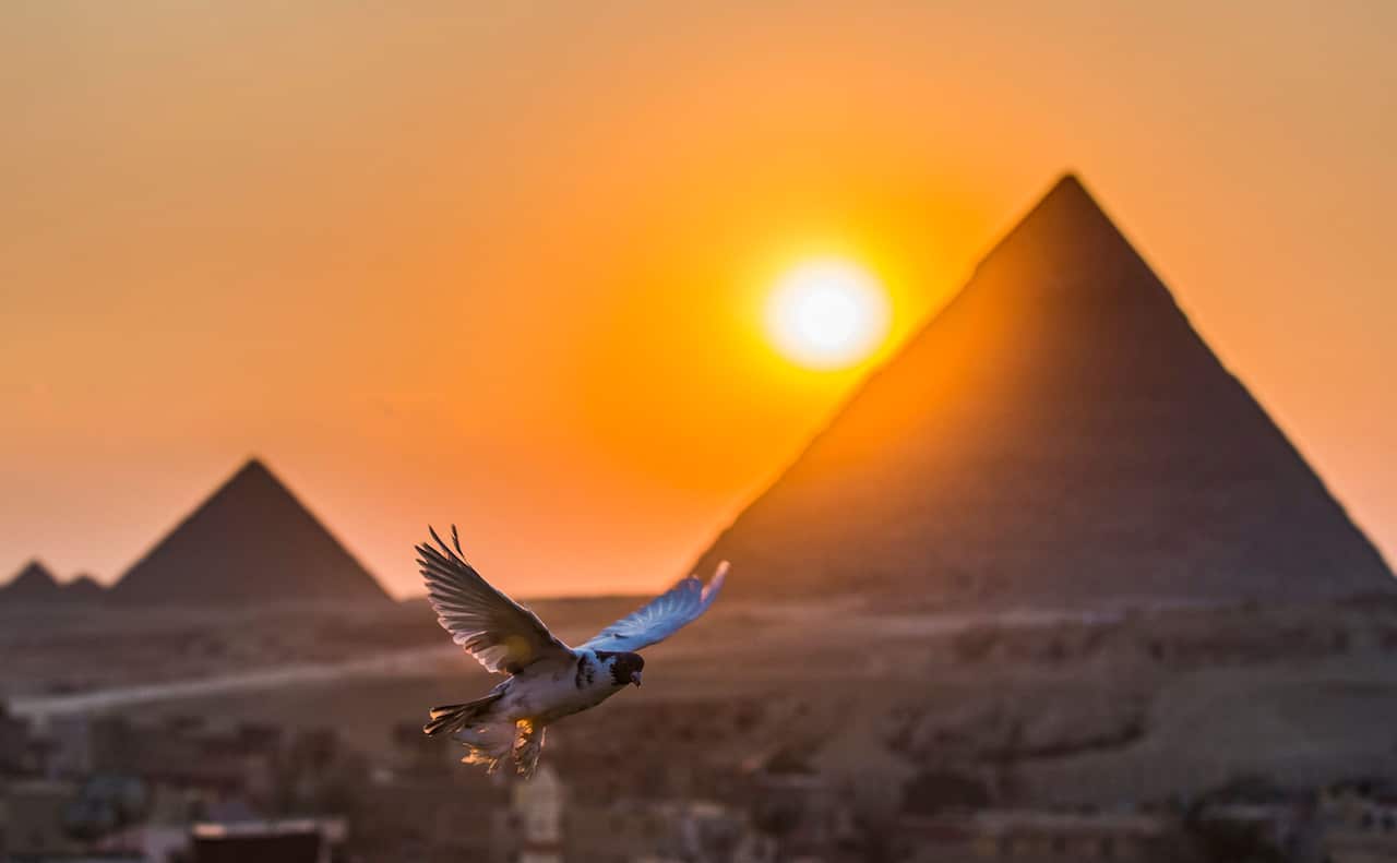 A pigeon flies in the sky above the Egyptian city of Giza on February 21, 2021, with the Pyramids of (R to L) Khafre (Chephren) and Menkaure (Menkheres)