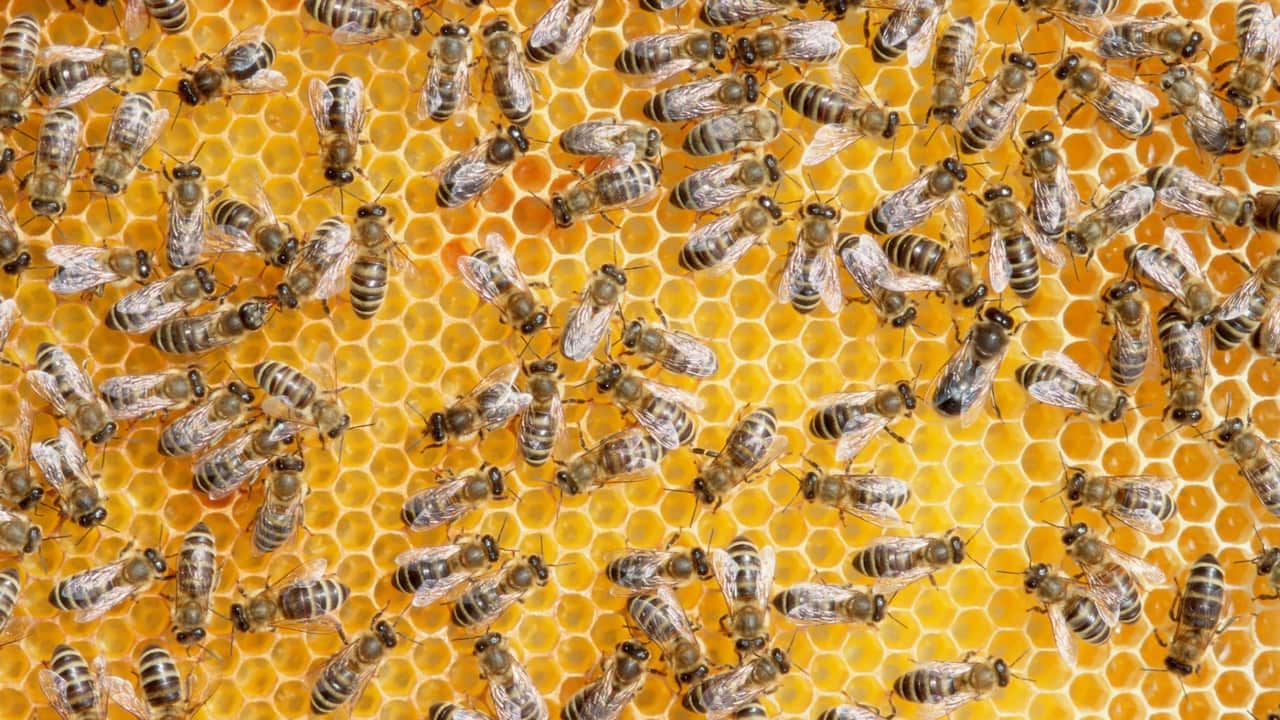 Close up of bees on honeycomb.