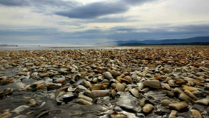 Miles de almejas varadas en la costa de Chiloé consecuencia de la marea roja. Imagen tomada el 1 de mayo de 2016.