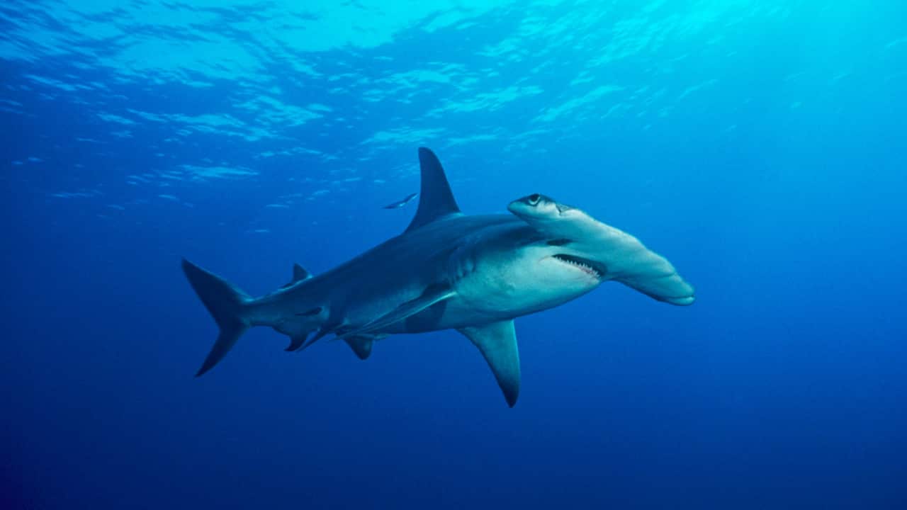 Hammerhead Shark 
