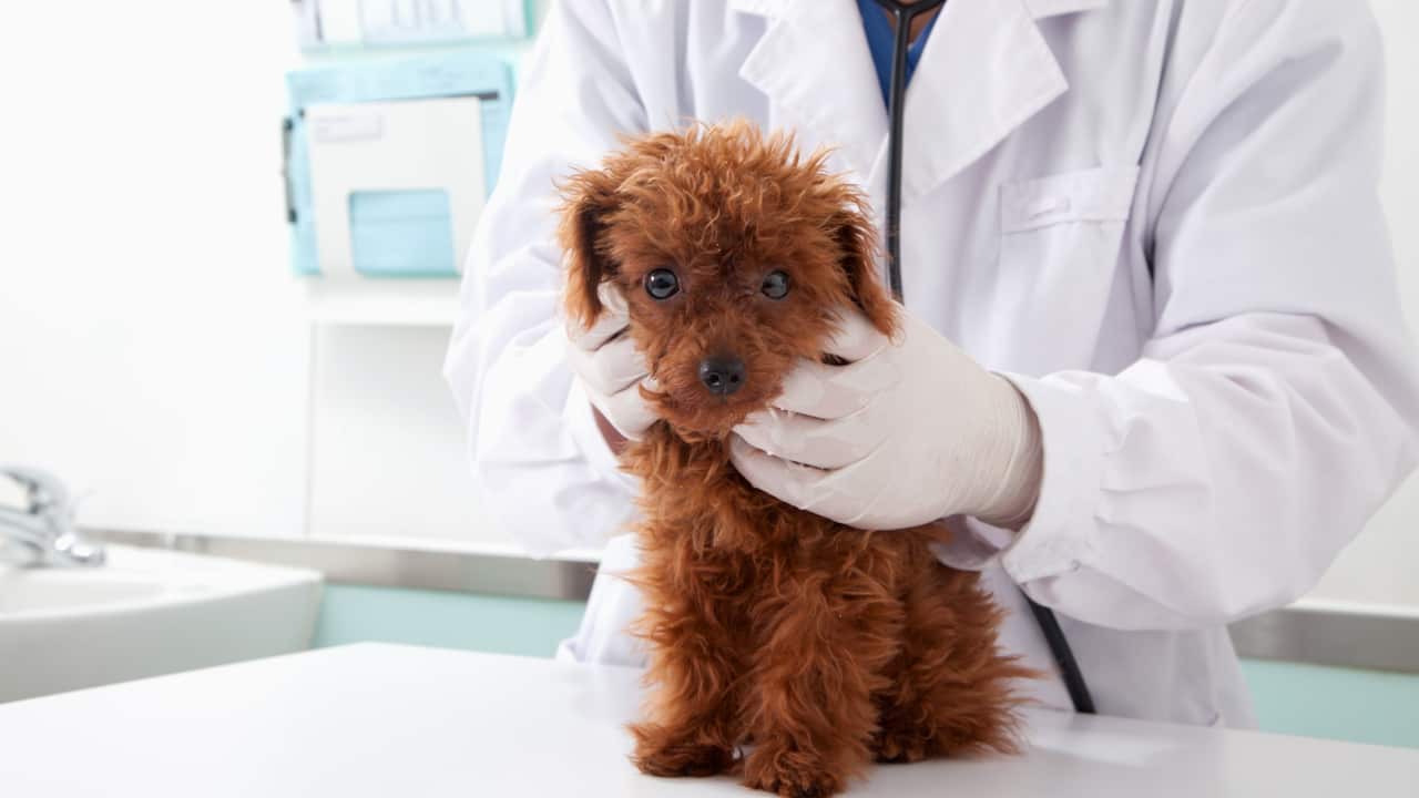 Checking lumps and bumps in pets