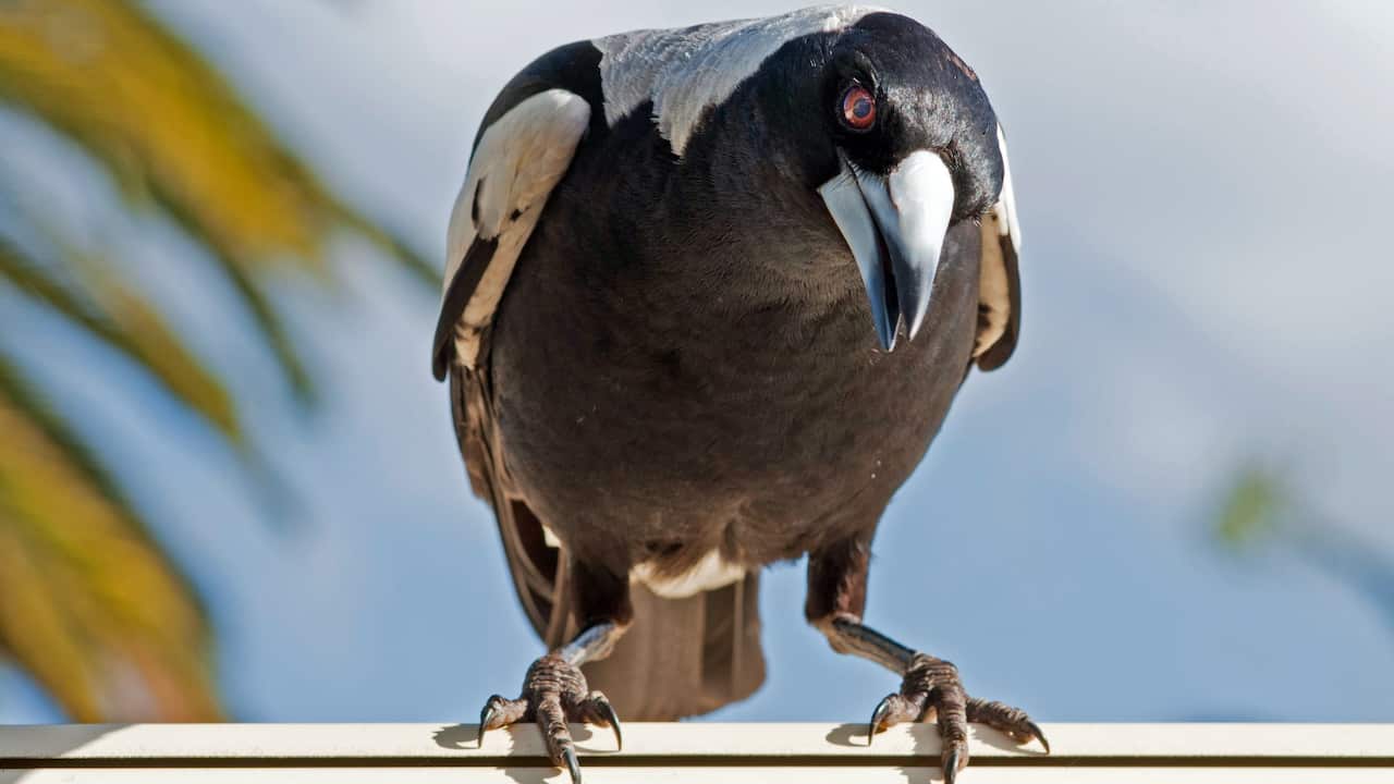 An Australian magpie ready to launch