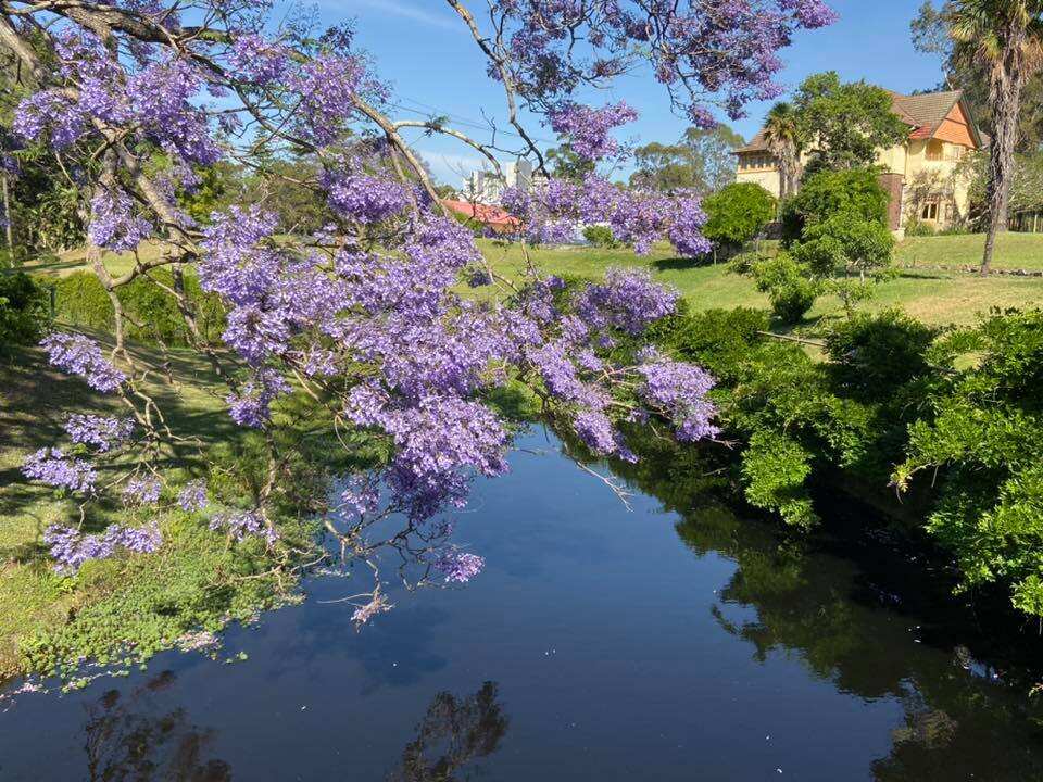 Phượng tím ở Úc