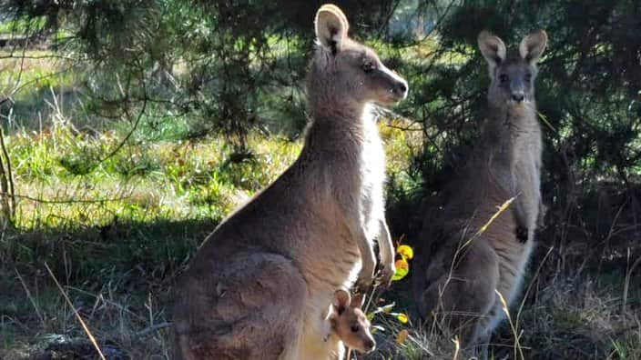 จิงโจ้ที่บัลดีฟส์ (Baldives) เวสเทิร์น ออสเตรเลีย 