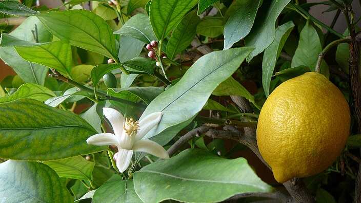 Lemon tree. 