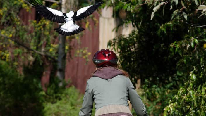 beware swooping magpies