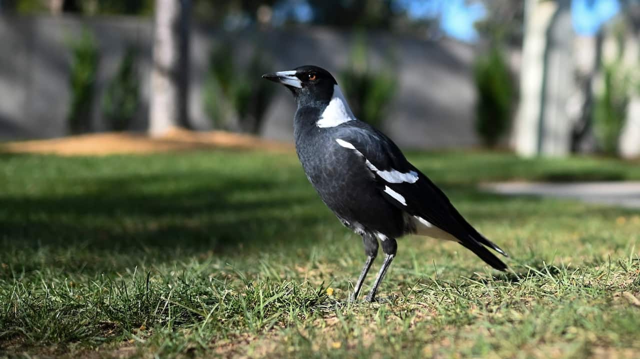 An Australian Magpie bird is seen near the MH17 memorial plaque outside Parliament House in Canberra, Wednesday, March 27, 2019. Stef Blok is in Australian on a 2-day official visit. (AAP Image/Lukas Coch) NO ARCHIVING