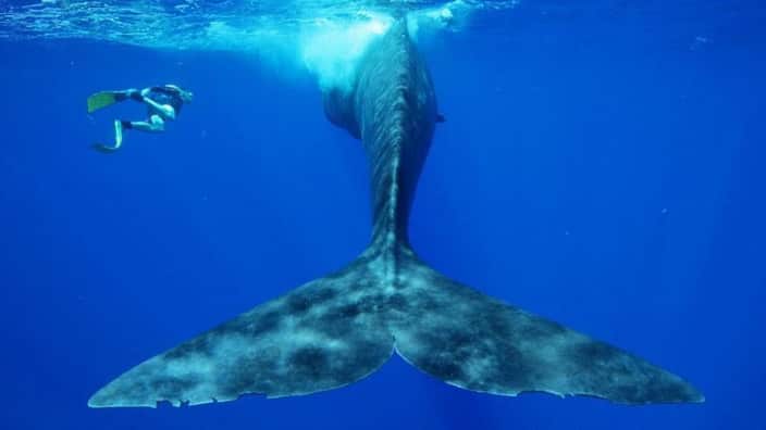 Greek friends swam with whales in Queensland