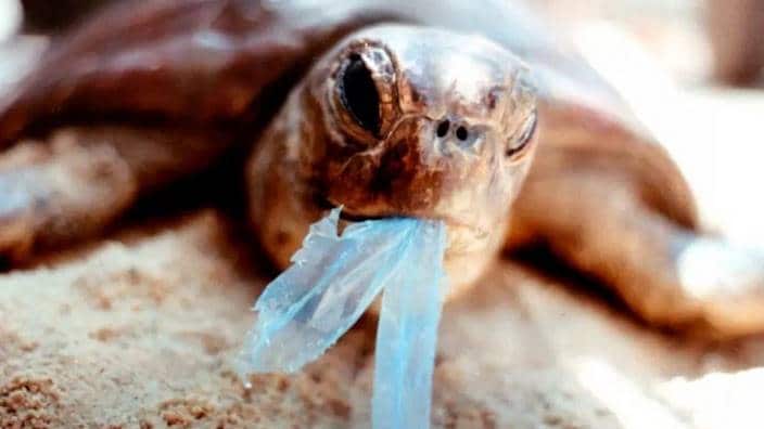 A turtle trying to eat a plastic bag in the Gulf of Carpentaria in northern Australia.