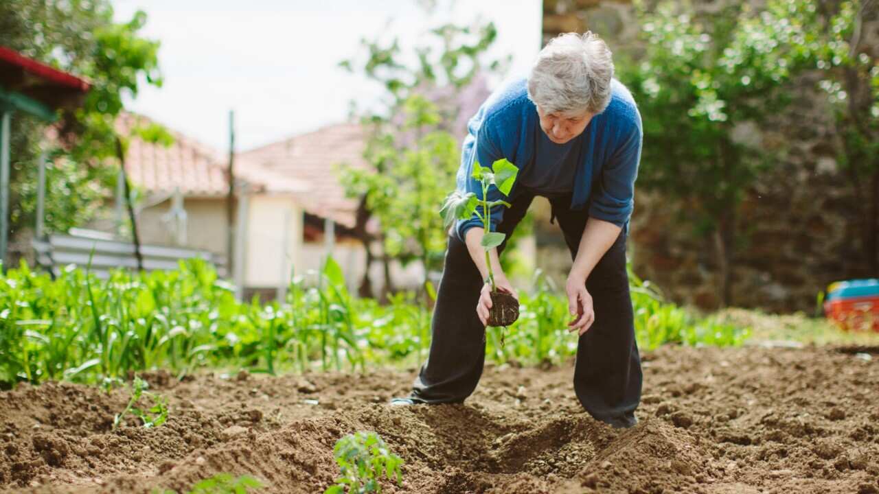 Planting in garden