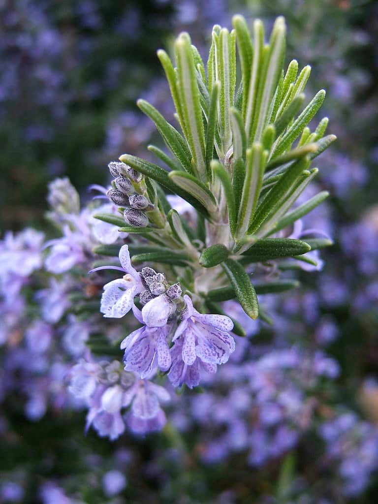 Rosemary Flowering