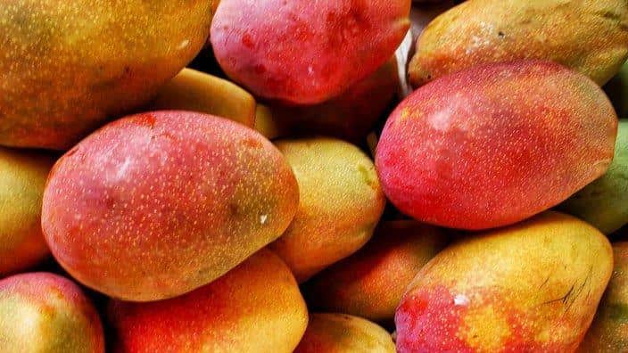 How to grow mango trees