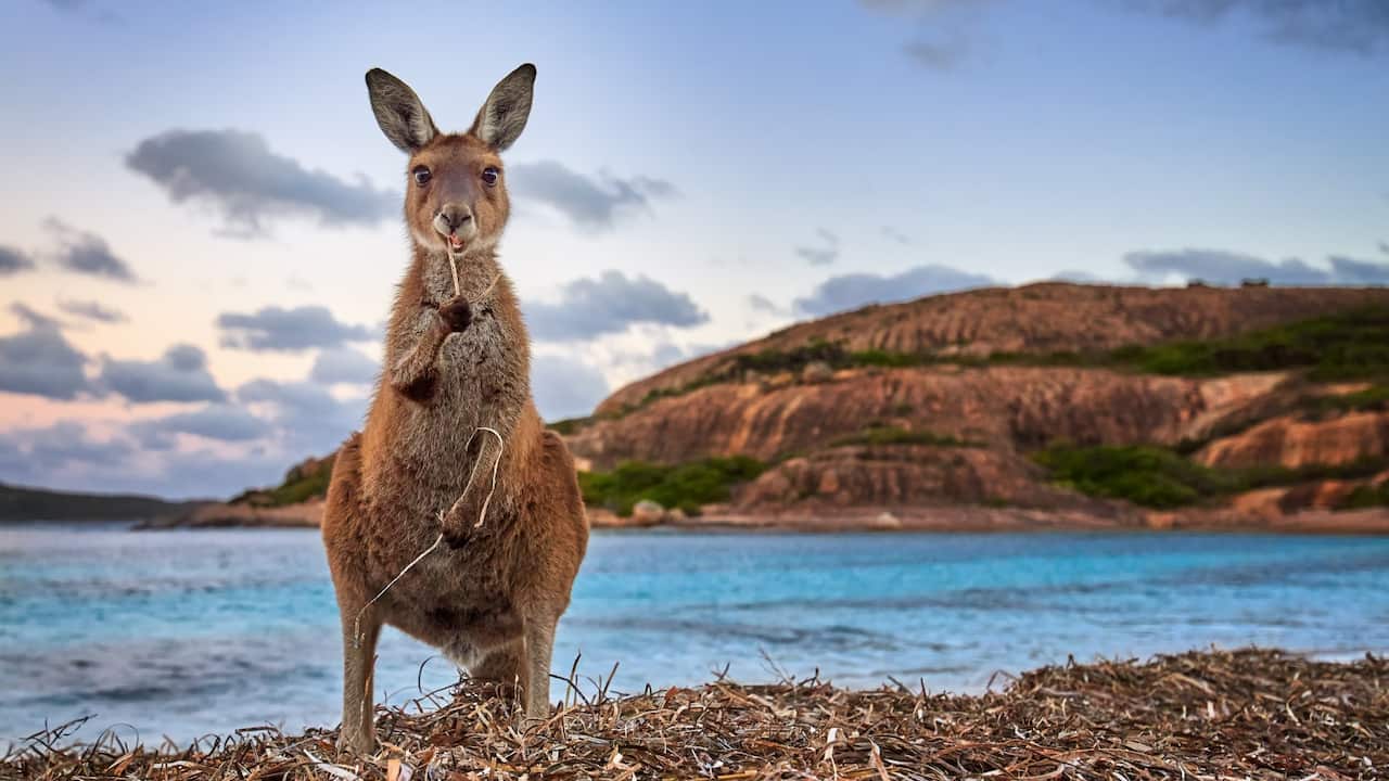 Australian Kangroo