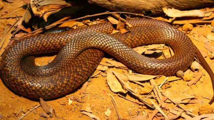 endangered, ornamental snake