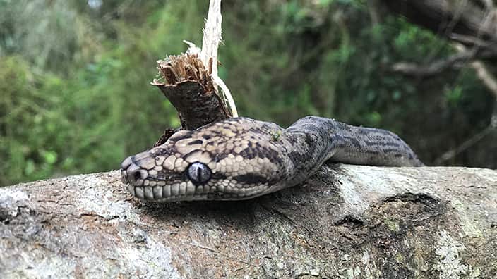 Found a snake in your yard?