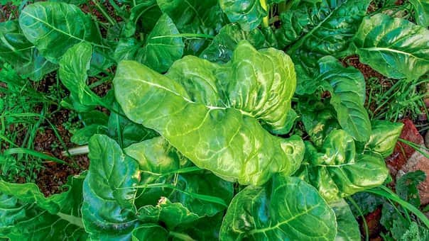spinach-ailinder 2837994__340