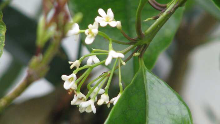 Sweet osmanthus