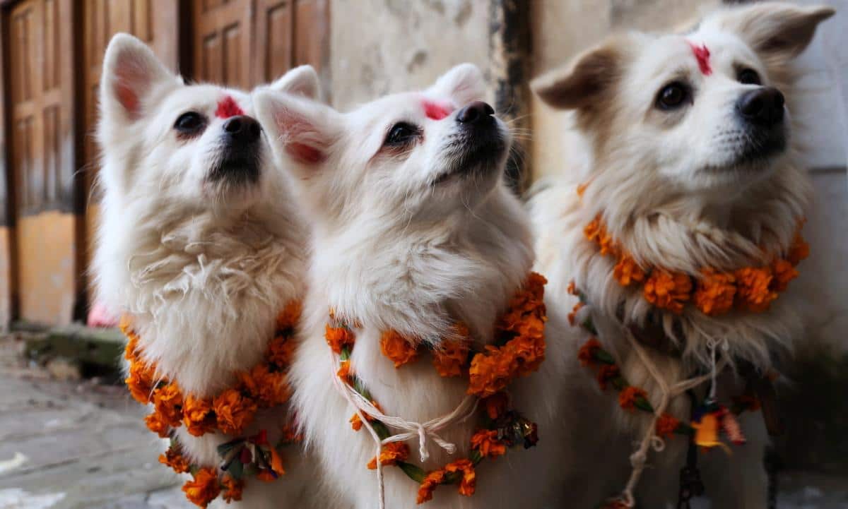 Dogs during Tihar in Nepal.