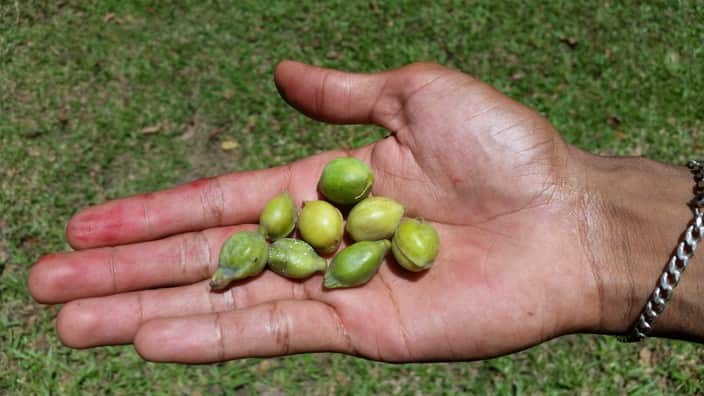 Wild Orchid Kakadu Plum (Delye Outstation, NT) 