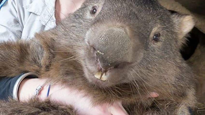 Wombats Vera Weisbecker QLD University Flinders University SBS German