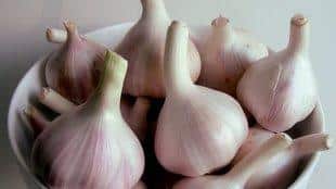 garlic