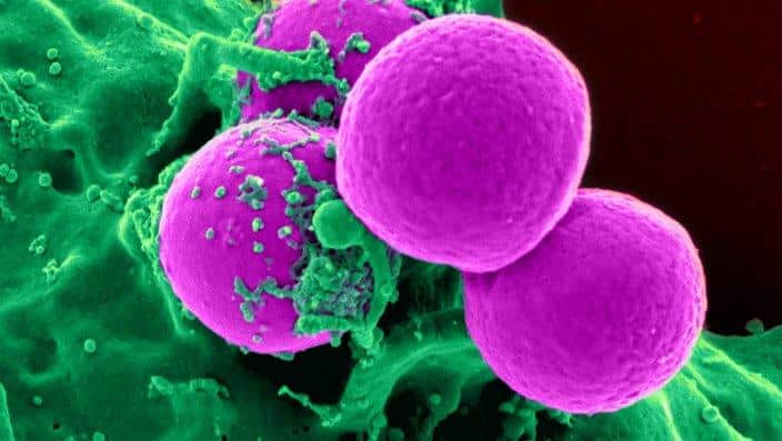 super bugs public domain-1