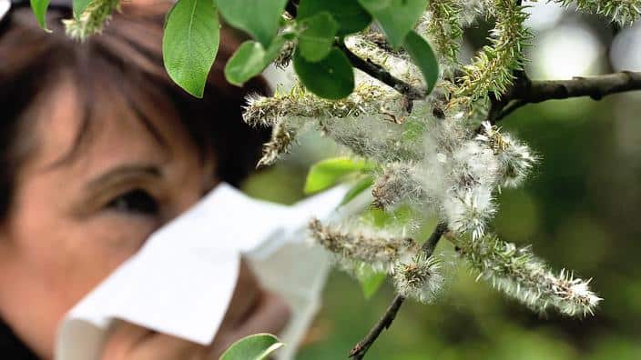 Hay fever- Philippe Huguen-AFP-Getty Images