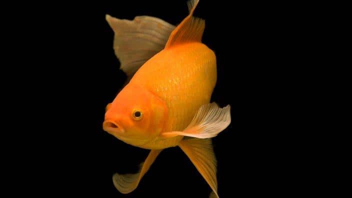 Goldfish