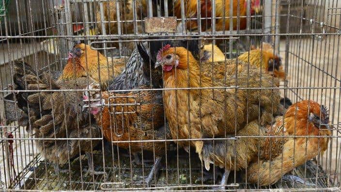 Bird flu strain hitting China