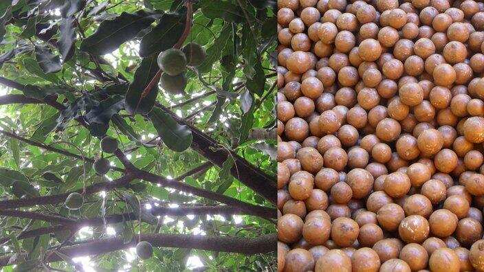 Grown on green-leafed trees that can stretch to 25m tall, macadamia nuts are Australia’s leading commercially grown native crop.